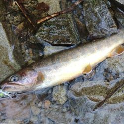 ＧＷに渓流釣り ～長良川水系～